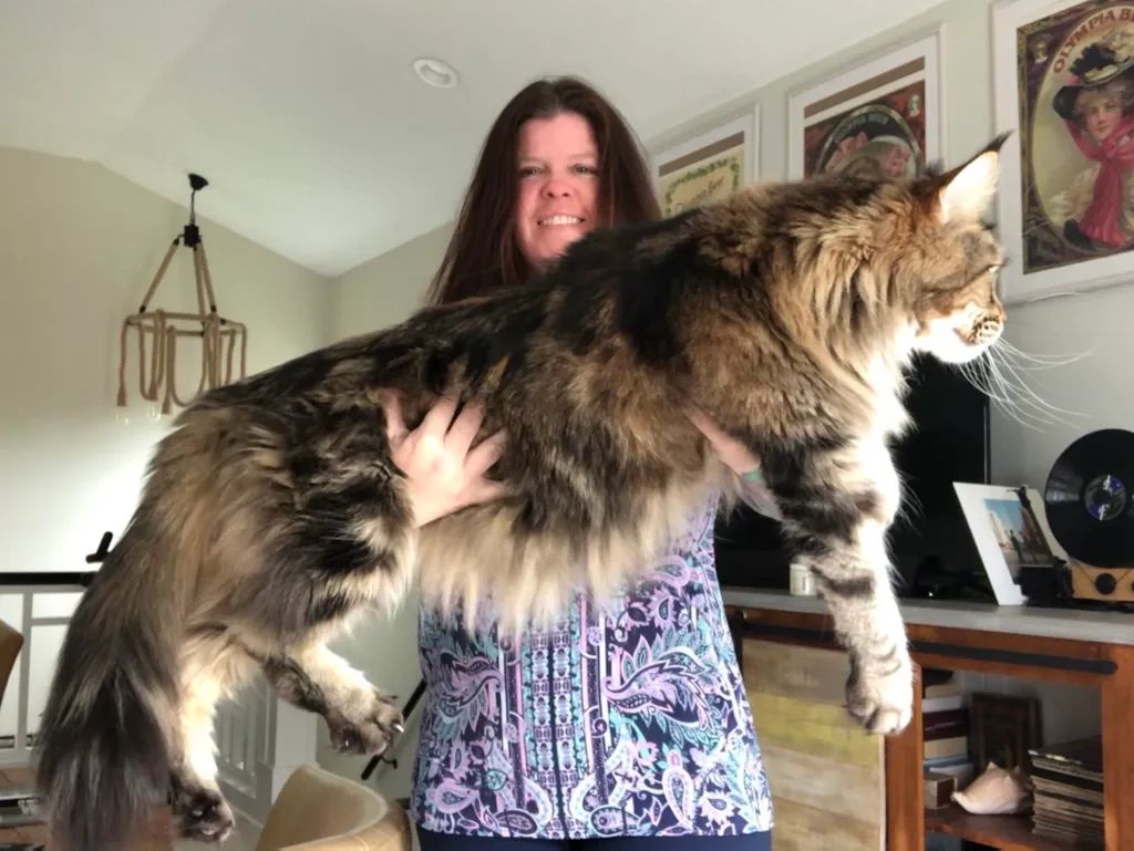 giant-maine-coon-cattery